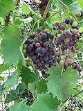 Red Supply Solution Wine Grape 20 Seeds - Vitis Vinifera, Organic Fresh Seeds Non GMO, Indoor/Outdoor Seed Planting for Home Garden Photo, best price $11.29 ($0.56 / Count) new 2024