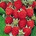 Photo Jumbo Red Raspberry Bush Seeds! SWEET! COMBINED S/H! See Our Store!
