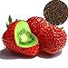 Foto Frische Fruchtsamen mit 500Pcs seltene Erdbeere Kiwi Samen Süße Früchte Yard Bonsai Garten Balkon Pflanze zum Pflanzen Garten Yard Home Landschaftsbau
