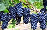 Grape Seeds for Planting-50 Seeds Photo, best price $6.99 new 2024