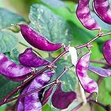 Outsidepride Purple Hyacinth Bean Red Leaved Plant Vine Seed - 100 Seeds Photo, best price $6.49 ($0.06 / Count) new 2024