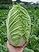 Photo Seeds Peking Napa Cabbage Heirloom Vegetable for Planting Non GMO