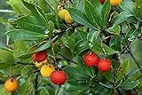 50+ Strawberry Tree Seeds - Arbutus unedo - Non-GMO Seeds, Grown and Shipped from Iowa. Made in USA Photo, best price $9.98 new 2024