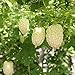 Foto 80Piezas Calabaza Amarga Semillas Especies Raras Calabaza Amarga Blanca Jardín Terraza Patio Decoración Fácil De Cuidar Adecuado Para Plantar Para Principiantes Y Jardineros