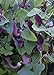 Foto TROPICA - Andalusische Gespensterpflanze (Aristolochia baetica) - 10 Samen