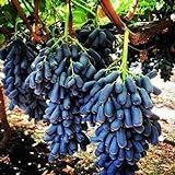 100 piezas semillas de uva raro familia Heirloom fruta Natural cultivo escalada especies hogar jardín necesario no GMO fresco esfuerzo Foto, mejor precio 4,99 € nuevo 2024