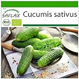 SAFLAX - Ecológico - Pepino - Uva de las colinas - 15 semillas - Cucumis sativus Foto, mejor precio 3,95 € nuevo 2024