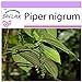Photo SAFLAX - Poivrier commun - 20 graines - Piper nigrum