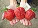 Photo CEMEHA SEEDS - Giant Strawberry Fresca Everbearing Berries Indoor Non GMO Fruits for Planting
