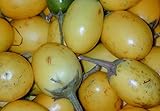 5 Samen Solanum ferox - Aubergine de Siam, essbare Früchte Foto, bester Preis 2,00 € neu 2024