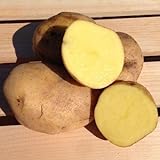 Yukon Gold Potato Seed/ Tubers,Yellow-flesh standard.(5 Lb) Photo, best price $22.95 ($0.29 / Ounce) new 2024