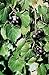 Foto Vitis rotundifolia PURPLE Muscadine Traubenkernen!