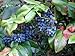 Photo Oregon Holly Grape, Mahonia aquifolium, Shrub Seeds (Edible, Fall Color, Hardy) 20