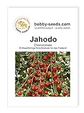 Tomatensamen Jahodo, Cherrytomate Portion Foto, bester Preis 1,95 € neu 2024