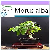 SAFLAX - Morera blanca - 200 semillas - Morus alba Foto, mejor precio 3,95 € nuevo 2024