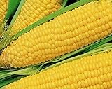 25 Truckers Favorate Corn Seeds | Heirloom | Instant Latch Garden Seeds Photo, best price $6.95 new 2024
