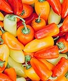 Lunchbox Sweet Peppers 50 Seeds Garden Fresh Vegetables Healthy Planting Photo, best price $7.99 ($0.16 / Count) new 2024