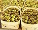Photo HEIRLOOM NON GMO Giant SCUPPERNONG White Muscadine 5 seeds