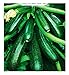 Foto Semillas de calabacín híbrido diamant - vegetales - cucurbita pepo - zi015 - las mejores semillas de plantas - flores - frutas raras - idea de regalo - calabacines - aproximadamente 75 semillas - a