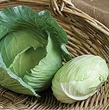 David's Garden Seeds Cabbage Tendersweet 9983 (Green) 50 Non-GMO, Hybrid Seeds Photo, best price $3.45 new 2024