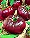 Photo CEMEHA SEEDS - Black Prince Tomato Determinate Non GMO Vegetable for Planting