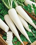 White Icicle Radish Seeds - Raphanus Sativus - 3 Grams - Approx 270 Gardening Seeds - Vegetable Garden Seed Photo, best price $6.03 new 2024