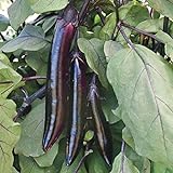 Shikou Hybrid Eggplant Seeds (40 Seed Pack) Photo, best price $4.69 ($0.12 / Count) new 2024