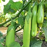 Fingers - Green Eggplant Seeds - 2 g Packet ~450 Seeds - Non-GMO - Vegetable Garden - Solanum melongena Photo, best price $3.69 ($52.34 / Ounce) new 2024