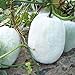 Foto Semillas de melón de invierno 30+ Cera de ceniza Calabaza Verduras Semillas orgánicas de la herencia para el jardín del hogar Jardín al aire libre Plantación de la granja
