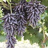 30pcs Finger Grape Seeds Advanced Fruit Natural Growth Sweet Gardening Plants Photo, best price $7.99 ($0.27 / Count) new 2024
