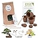 Foto Bonsai Kit incl. eBook GRATUITO - Set con macetas de coco, semillas y tierra - idea de regalo sostenible para los amantes de las plantas (Pino Piñonero + Árbol del Ámbar)
