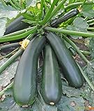 Seeds Squash Zucchini Light Green Heirloom Vegetable for Planting Non GMO Photo, best price $8.99 new 2024
