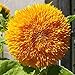 Foto Somerway Semillas de girasol 25 uds. de semillas de girasol amarillo, semillas de flores para plantar semillas de flores perennes para exteriores, semillas de flores de jardín para patio Amarillo
