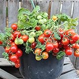 Vilma Tomatensamen für ca. 15 Pflanzen - ideal für Balkonkästen, kompakt und ertragreich Foto, bester Preis 1,99 € (0,13 € / stück) neu 2024