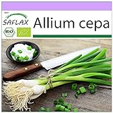 SAFLAX - Ecológico - Cebolla de primavera - Cebolla de Lisboa blanca - 150 semillas - Allium cepa Foto, mejor precio 3,95 € nuevo 2024