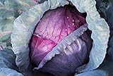 Cabbage, Red Acre Seeds, Non-GMO, 25+ Seeds per Package, This Hardy, Healthy and Delicious Crop is Easy to Grow and Ideal for Small and Large Gardens . Jacobs Ladder Ent. Photo, best price $1.79 ($1.79 / Count) new 2024