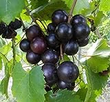 15 Seeds of Purple Black Muscadine Grape Photo, best price $15.99 new 2024