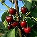 Foto Obstbaum Kirsche Kirschbaum Busch Form rot große schwarze Knorpelkirsche Süßkirsche 120-160 cm - hochwertige Baumschul Qualität direkt vom Fachhändler