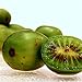 Photo Hardy Kiwi Seeds (Actinidia arguta) 20+ Rare Cold-Tolerant Tropical Fruit Seeds in FROZEN SEED CAPSULES for The Gardener & Rare Seeds Collector - Plant Seeds Now or Save Seeds for Years