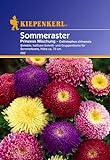 Sperli Blumensamen Prinzeß-Aster Callistephus Mischung, grün Foto, bester Preis 2,01 € neu 2024