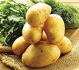 Simply Seed - 5 LB - German Butterball Potato Seed - Non GMO - Naturally Grown - Order Now for Spring Planting Photo, best price $17.99 ($0.22 / Ounce) new 2024