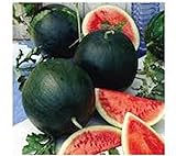 Watermelon, Black Diamond, Heirloom, 25 Seeds, Super Sweet Round Melon Photo, best price $1.99 ($0.08 / Count) new 2024