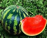 Seeds4planting - Seeds Watermelon Crimson Sweet Giant Heirloom Vegetable Non GMO Photo, best price $8.94 new 2024