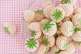 Ananas-Erdbeere 10 Samen, weiße Erdbeere Samen (Strawberry White) Foto, bester Preis 1,99 € neu 2024