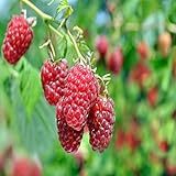 Boyne Raspberry - 2 Golden Raspberry Plants - Everbearing - Organic Grown - Photo, best price $28.95 new 2024
