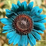 50 Stück Sonnenblumenkerne zum Pflanzen, Pflanzen im Frühling Sonnenschein bevorzugen blaue Blume Umweltfreundliche Sonnenblumenkerne für Küche, Garten und Balkon – Sonnenblumenkerne Foto, bester Preis 2,89 € neu 2024