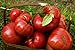 Photo 75+ Pink Brandywine Heirloom Tomato Seeds