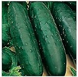 50 Marketmore 76 Cucumber Seeds | Non-GMO | Heirloom | Instant Latch Garden Seeds Photo, best price $6.95 new 2024