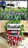 Over 660 Radish Seeds for Planting-3 Grams of Heirloom & Non-GMO Seeds with Instructions to Plant The Perfect Kitchen Herb Garden, Indoor Or Outdoor. Great Gardening Gift. Microgreens. by B&KM Farms Photo, best price $4.49 ($0.01 / Count) new 2024