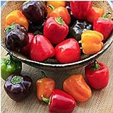 Mini Belle Mix Sweet Peppers Seeds (20+ Seeds) | Non GMO | Vegetable Fruit Herb Flower Seeds for Planting | Home Garden Greenhouse Pack Photo, best price $3.69 ($0.18 / Count) new 2024